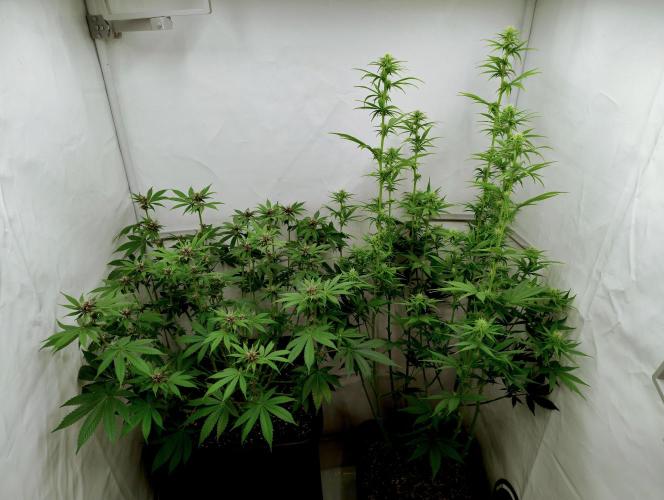 Sour Fruit Tartare F1 #8 - Dutch Passion. Week 8 - SFT on the left (next to problem child Chemdog)