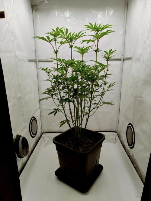 Slush Mint Cake - Dutch Passion. Week 8 - Before cleanup