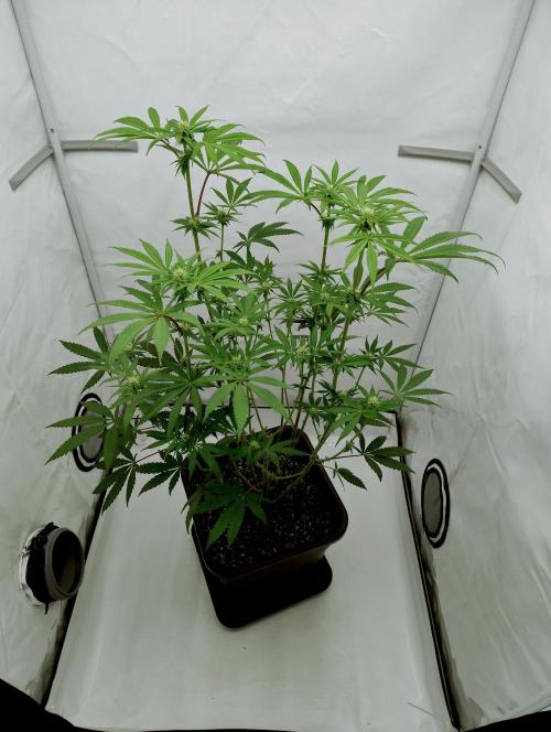 Slush Mint Cake - Dutch Passion. Week 8 - Before cleanup