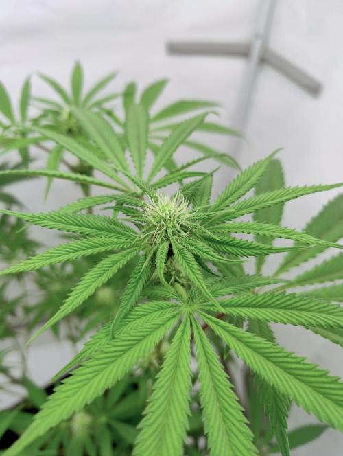 Slush Mint Cake - Dutch Passion. Week 8 - Trichomes! β€οΈ
