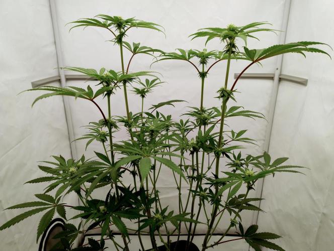 Slush Mint Cake - Dutch Passion. Week 8 - After cleanup