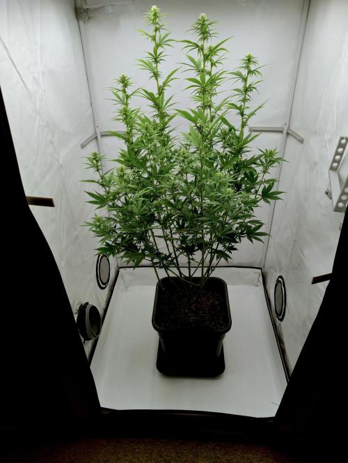 Chemdog - Greenhouse Seed Co.. Week 8 - Before last big cleanup
