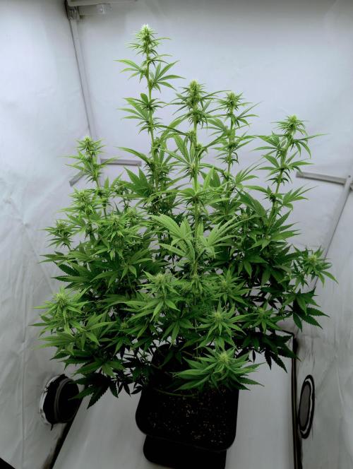 Chemdog - Greenhouse Seed Co.. Week 8 - Before last big cleanup