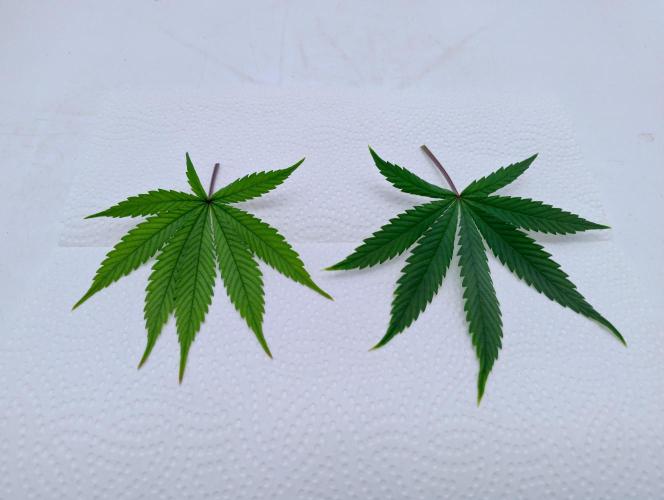 Chemdog - Greenhouse Seed Co.. Week 8 - Chlorosis on upper leaf (left) vs lower leaf.