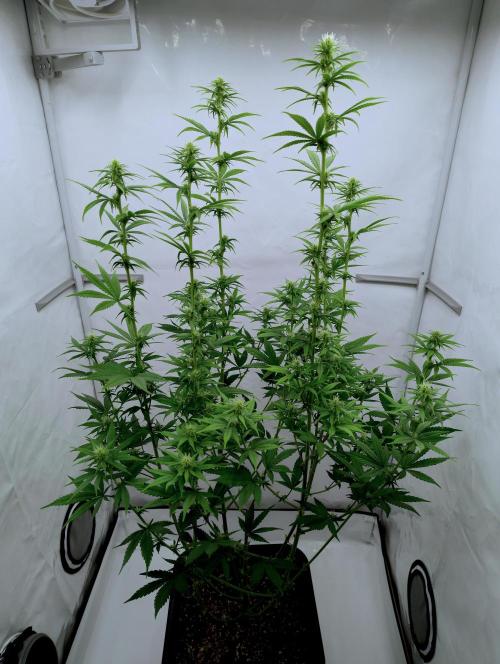 Chemdog - Greenhouse Seed Co.. Week 8 - After last big cleanup