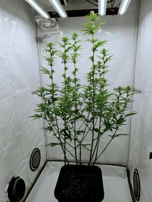 Chemdog - Greenhouse Seed Co.. Week 8 - After last big cleanup