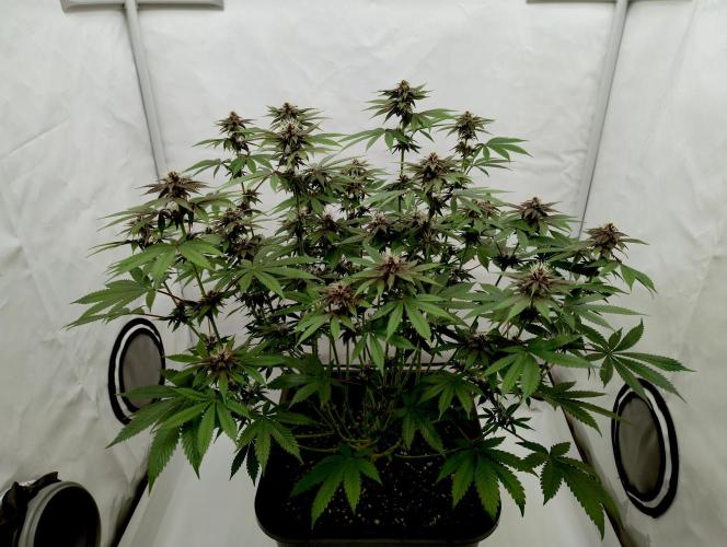 Sour Fruit Tartare F1 #8 - Dutch Passion. Week 9