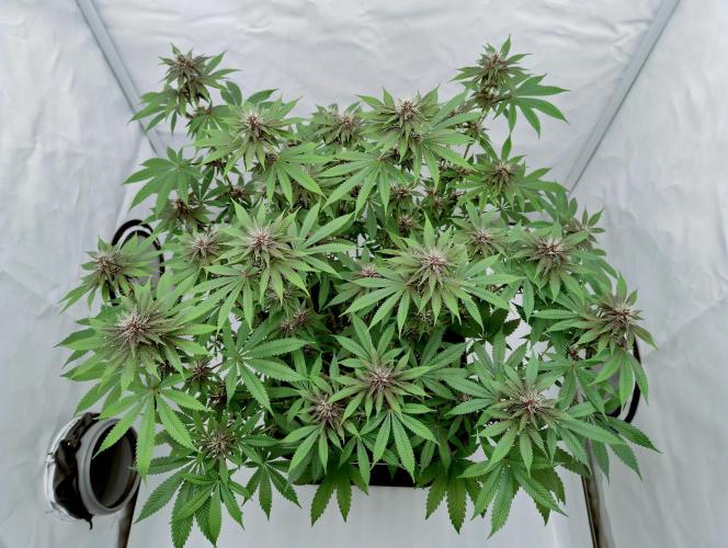 Sour Fruit Tartare F1 #8 - Dutch Passion. Week 9