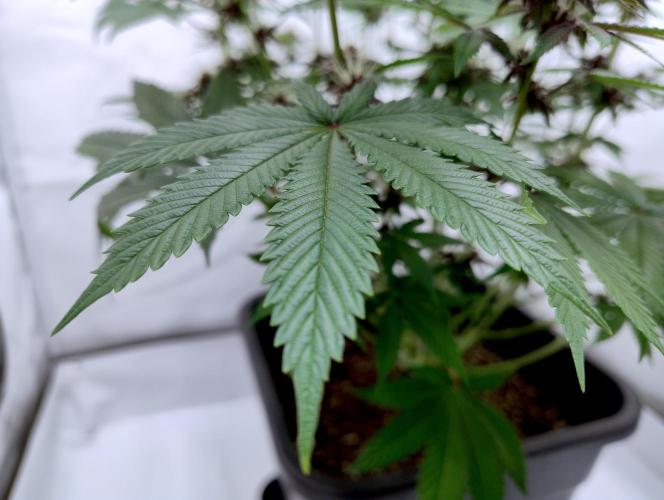 Sour Fruit Tartare F1 #8 - Dutch Passion. Week 9 - Shiny leafs!