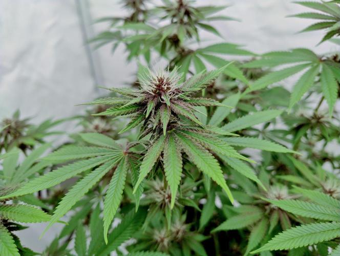 Sour Fruit Tartare F1 #8 - Dutch Passion. Week 9