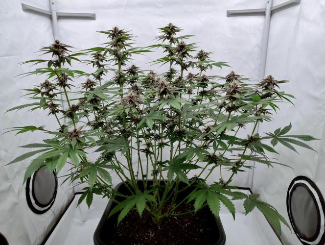 Sour Fruit Tartare F1 #8 - Dutch Passion. Week 9