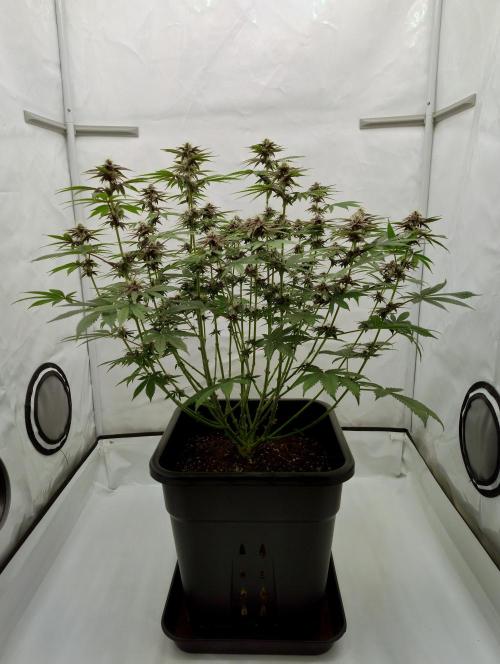 Sour Fruit Tartare F1 #8 - Dutch Passion. Week 9