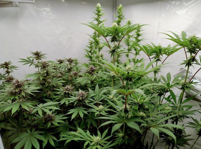 Slush Mint Cake - Dutch Passion. Week 9 - SMC front/right