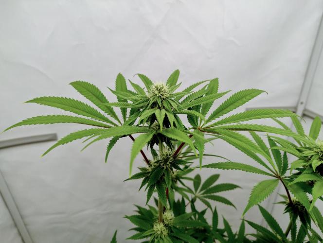 Slush Mint Cake - Dutch Passion. Week 9