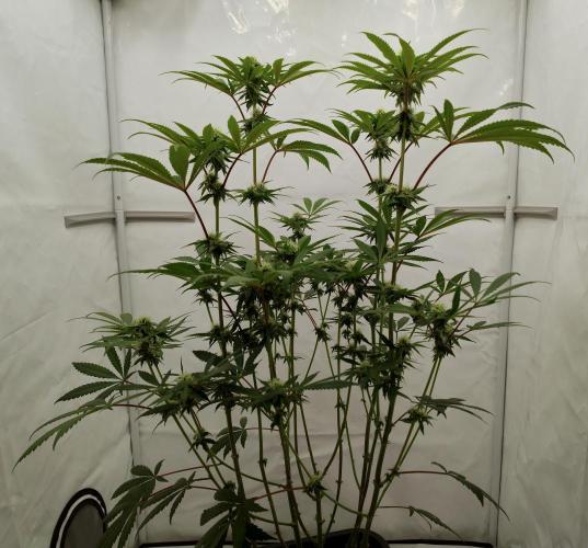 Slush Mint Cake - Dutch Passion. Week 9