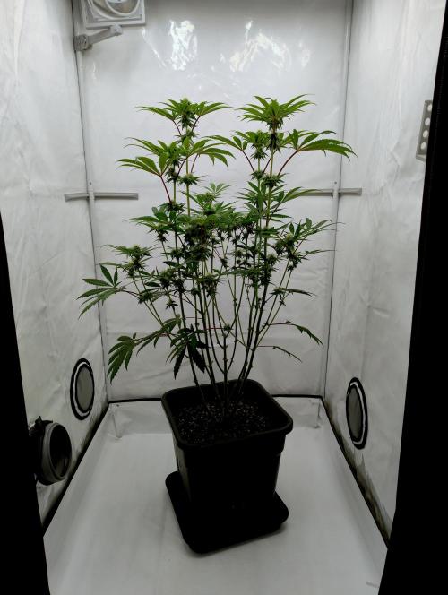 Slush Mint Cake - Dutch Passion. Week 9