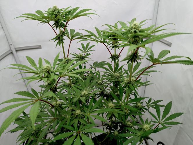 Slush Mint Cake - Dutch Passion. Week 9