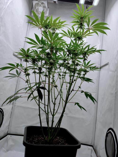 Slush Mint Cake. Week 9
