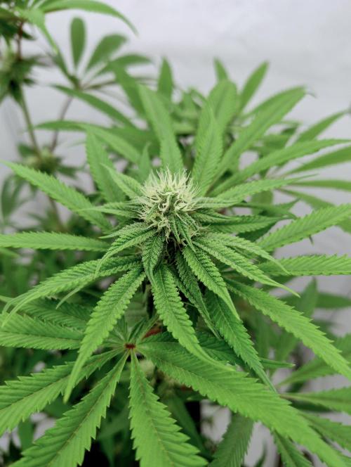 Slush Mint Cake - Dutch Passion. Week 9