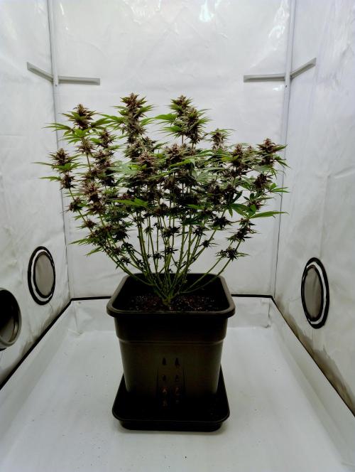 Sour Fruit Tartare F1 #8 - Dutch Passion. Week 10 - Damn .. I really gotta clean all these bits below the lollipop border..