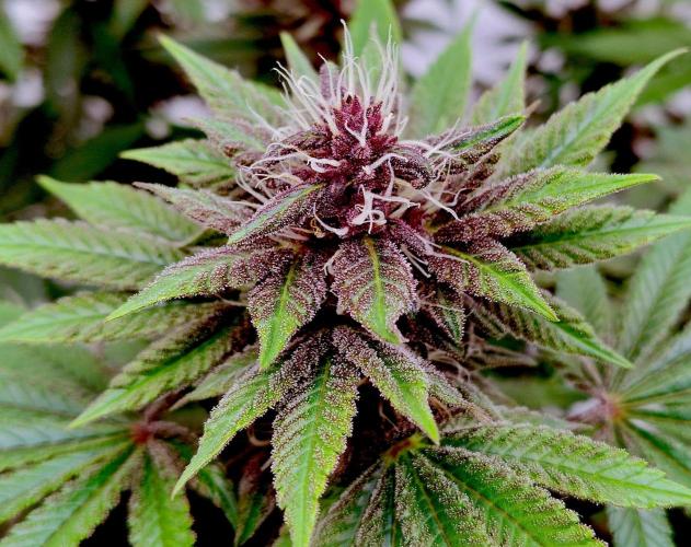Sour Fruit Tartare F1 #8 - Dutch Passion. Week 10 - Lots of light and low distance: almost pink! ❤️
