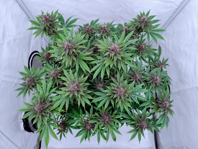 Sour Fruit Tartare F1 #8 - Dutch Passion. Week 10 - From the top.