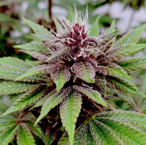 Sour Fruit Tartare F1 #8 - Dutch Passion. Week 10 - Lots of light and low distance: almost pink! ❤️