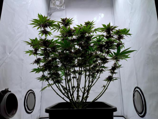 Sour Fruit Tartare F1 #8 - Dutch Passion. Week 10 - Leafs appear relatively thick.