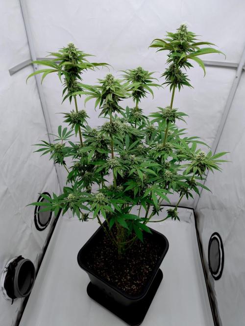 Slush Mint Cake - Dutch Passion. Week 10