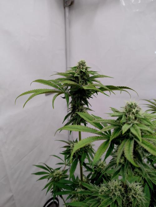 Slush Mint Cake - Dutch Passion. Week 10