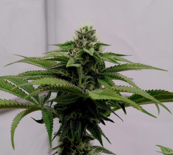 Slush Mint Cake - Dutch Passion. Week 10