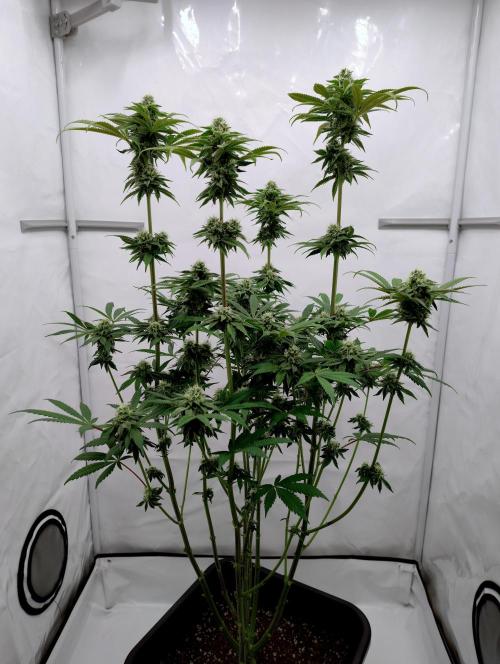 Slush Mint Cake - Dutch Passion. Week 10