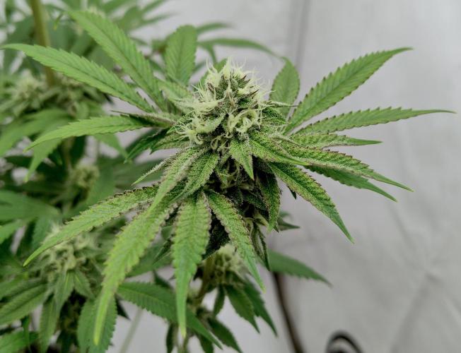 Slush Mint Cake - Dutch Passion. Week 10 - Leaf edges are getting dark!