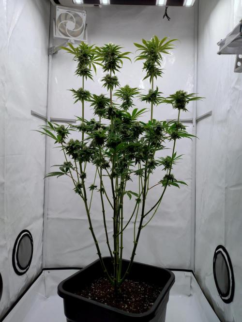 Slush Mint Cake. Week 10