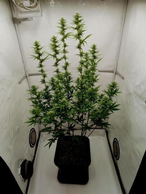 Chemdog - Greenhouse Seed Co.. Week 9