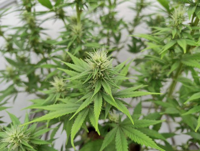 Chemdog - Greenhouse Seed Co.. Week 9 - kawasaki green