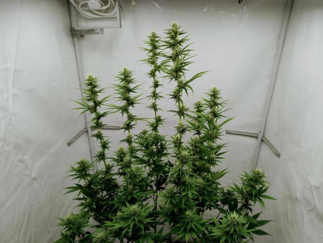 Chemdog - Greenhouse Seed Co.. Week 9