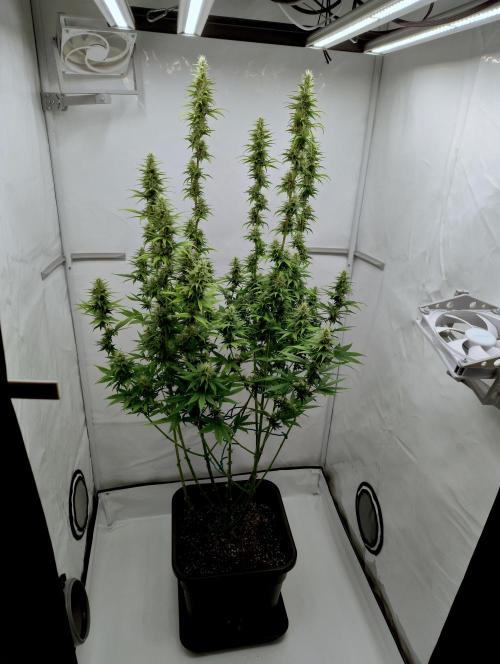 Chemdog - Greenhouse Seed Co.. Week 10