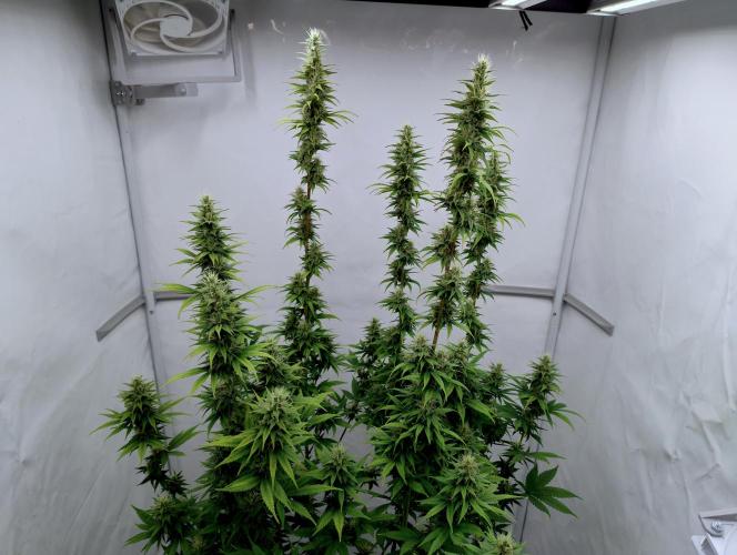 Chemdog - Greenhouse Seed Co.. Week 10