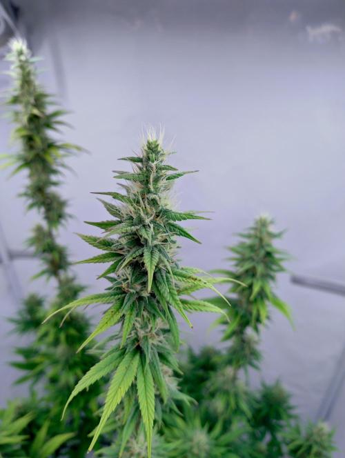 Chemdog - Greenhouse Seed Co.. Week 10 - Visible nekrosis spots on leafs.