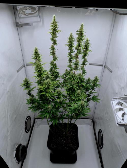 Chemdog - Greenhouse Seed Co.. Week 10