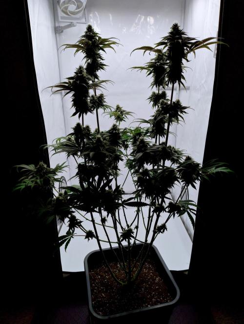 Slush Mint Cake - Dutch Passion. Week 11