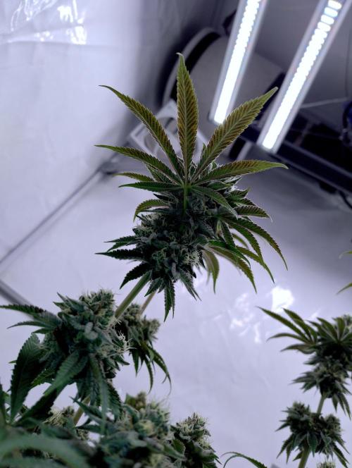Slush Mint Cake - Dutch Passion. Week 11
