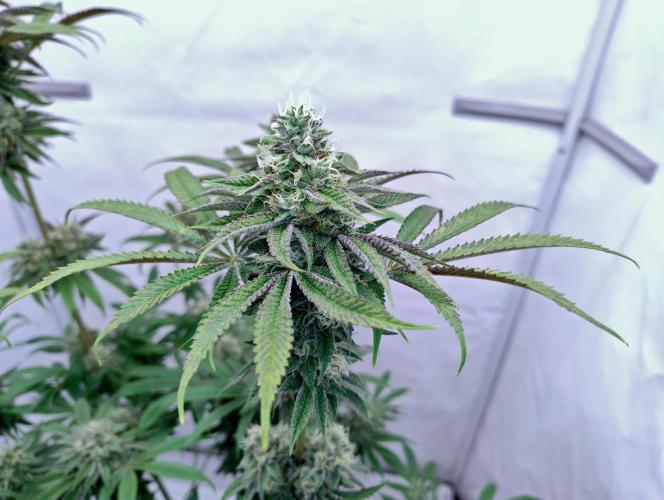 Slush Mint Cake. Week 11