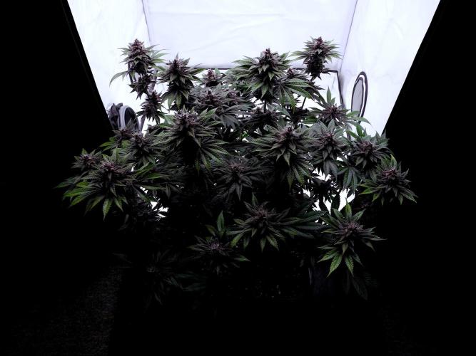 Sour Fruit Tartare F1 #8 - Dutch Passion. Week 11
