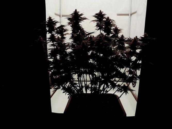 Sour Fruit Tartare F1 #8 - Dutch Passion. Week 11