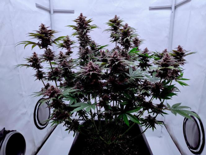 Sour Fruit Tartare F1 #8 - Dutch Passion. Week 11
