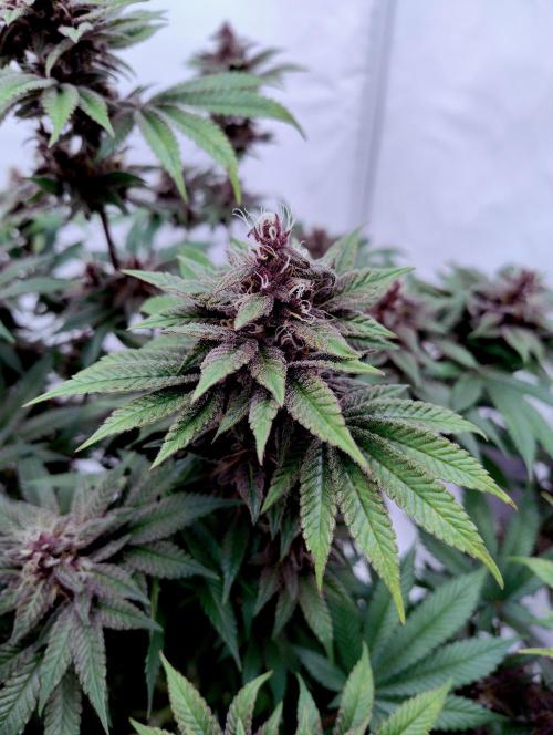 Sour Fruit Tartare F1 #8 - Dutch Passion. Week 11