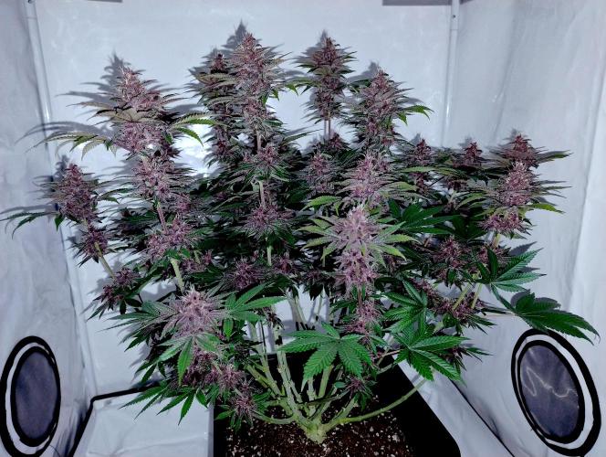 Sour Fruit Tartare F1 #8 - Dutch Passion. Week 11 - Phone + Flash