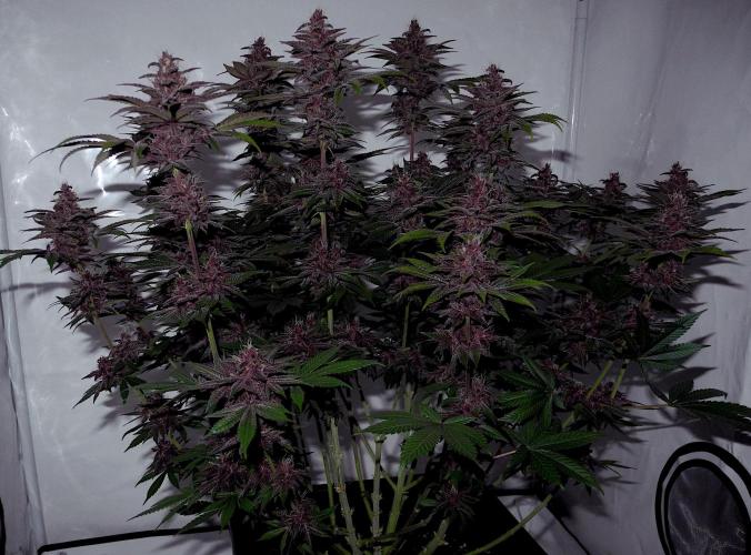 Sour Fruit Tartare F1 #8 - Dutch Passion. Week 11 - Cam + Flash